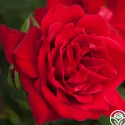 Liebeszauber®>Heirloom Roses Clearance