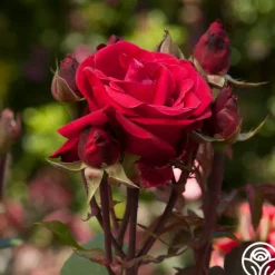 Liebeszauber®>Heirloom Roses Clearance