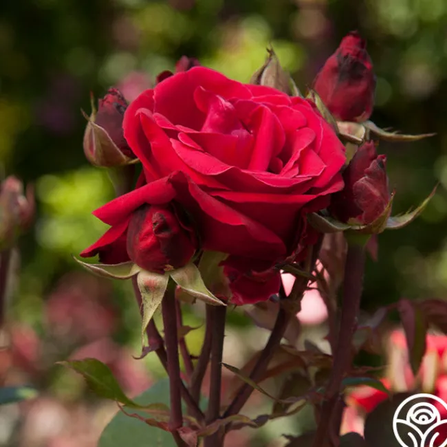 Liebeszauber®>Heirloom Roses Clearance