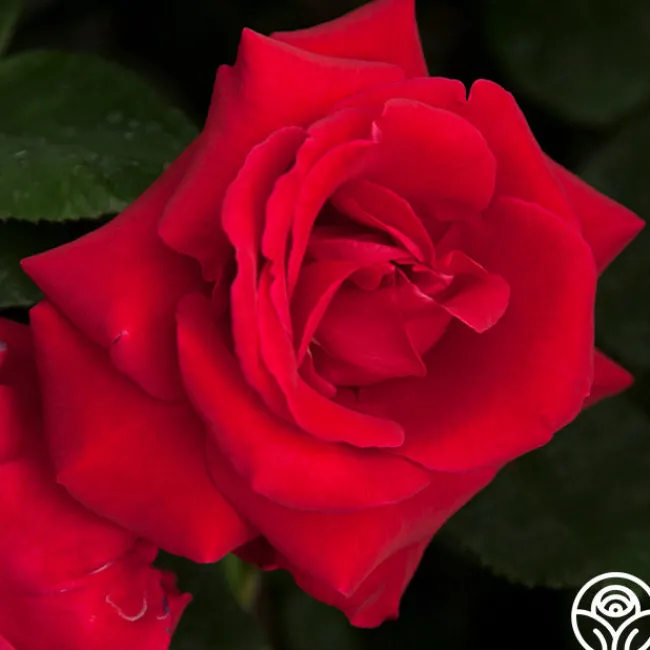 Liebeszauber®>Heirloom Roses Clearance
