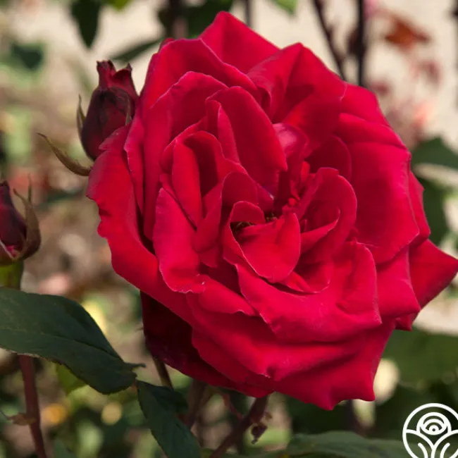 Liebeszauber®>Heirloom Roses Clearance