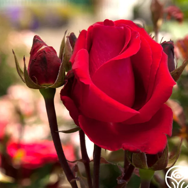 Liebeszauber®>Heirloom Roses Clearance