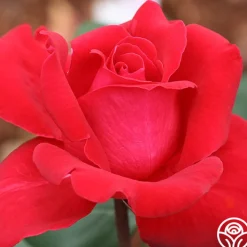 Liebeszauber®><noscript><img width=