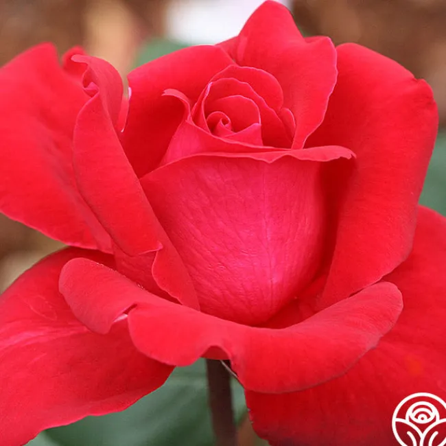 Liebeszauber®>Heirloom Roses Clearance