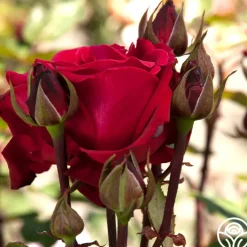 Liebeszauber®><noscript><img width=