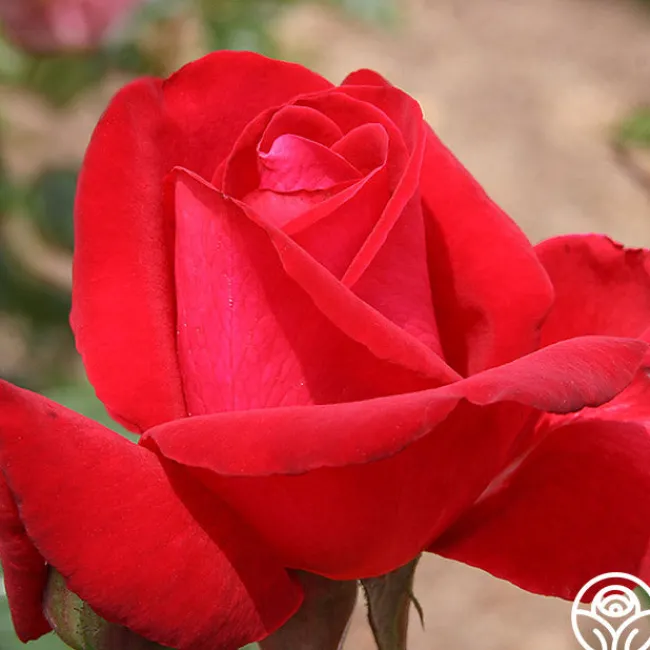 Liebeszauber®>Heirloom Roses Clearance