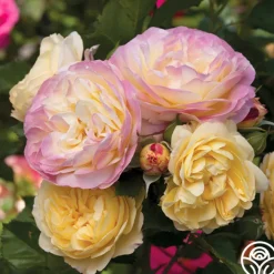Life of the Party™>Heirloom Roses New