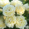 Light Of Day>Heirloom Roses Clearance