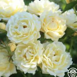 Light Of Day>Heirloom Roses Clearance