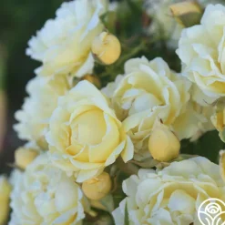 Light Of Day>Heirloom Roses Clearance