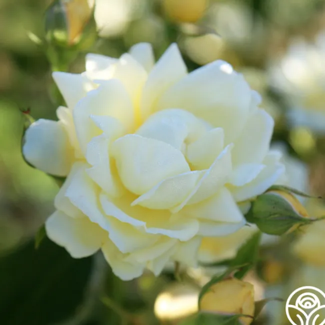 Light Of Day>Heirloom Roses Clearance