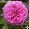 Lilac Pink Moss>Heirloom Roses New