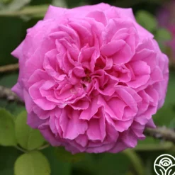Lilac Pink Moss>Heirloom Roses New