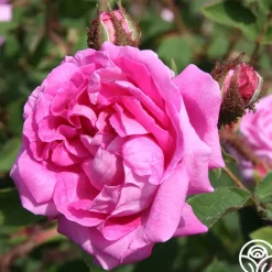 Lilac Pink Moss>Heirloom Roses New