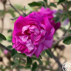 Lilac Pink Moss><noscript><img width=