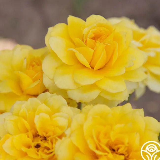 Limelight>Heirloom Roses New