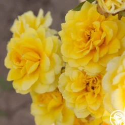 Limelight>Heirloom Roses New
