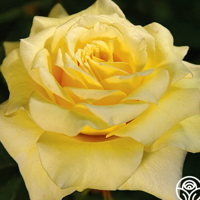 Limelight>Heirloom Roses New
