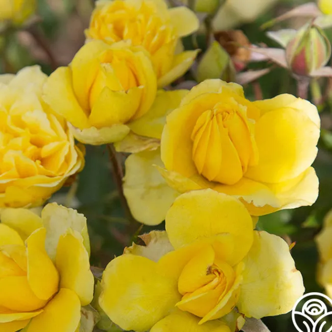 Limelight>Heirloom Roses New