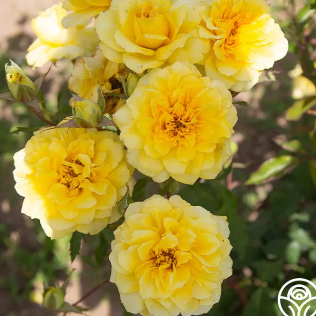 Limelight>Heirloom Roses New