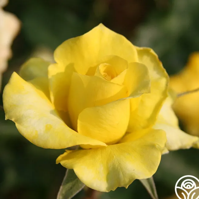 Limelight>Heirloom Roses New