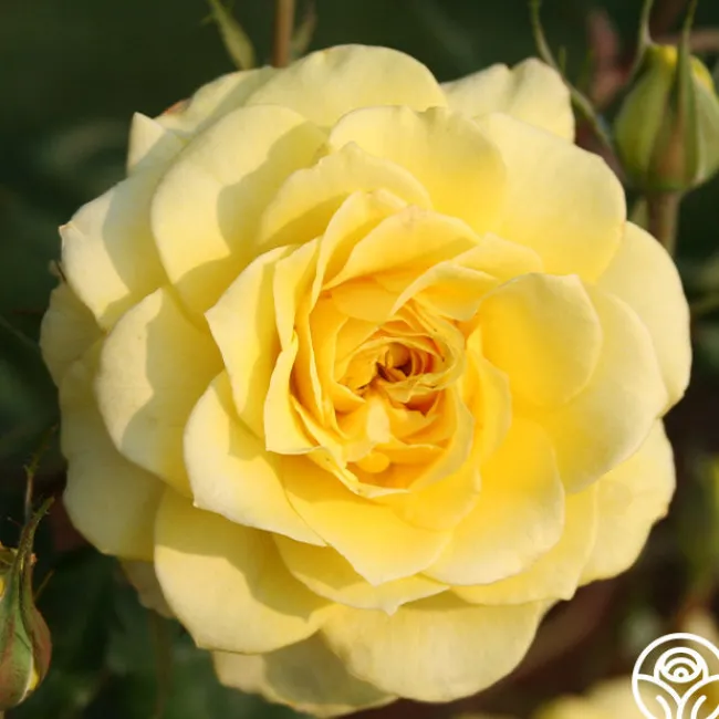 Limelight>Heirloom Roses New