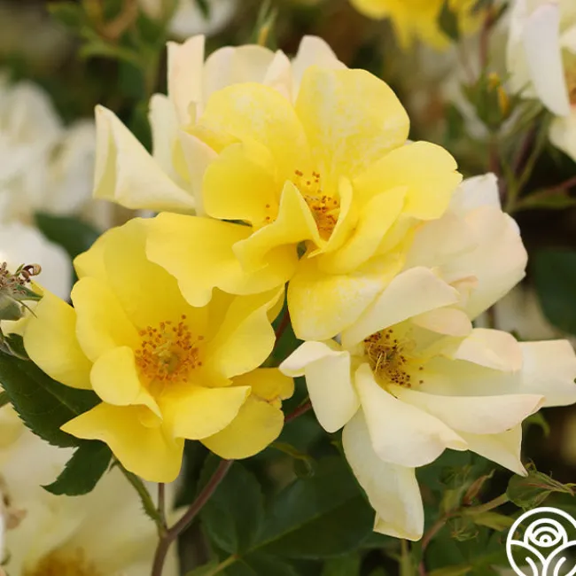 Limoncello™>Heirloom Roses Clearance