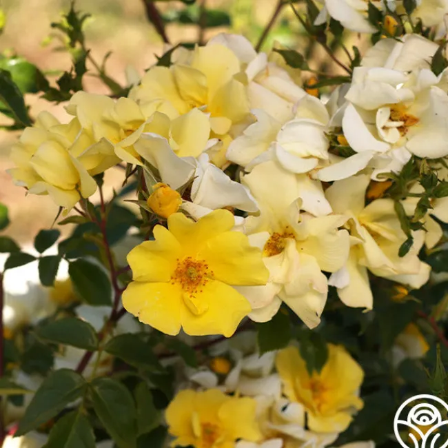 Limoncello™>Heirloom Roses Clearance