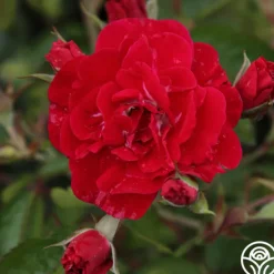 Linda Campbell>Heirloom Roses Discount