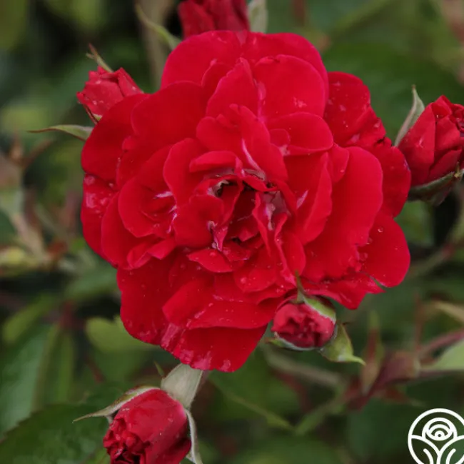 Linda Campbell>Heirloom Roses Discount