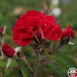 Linda Campbell>Heirloom Roses Discount