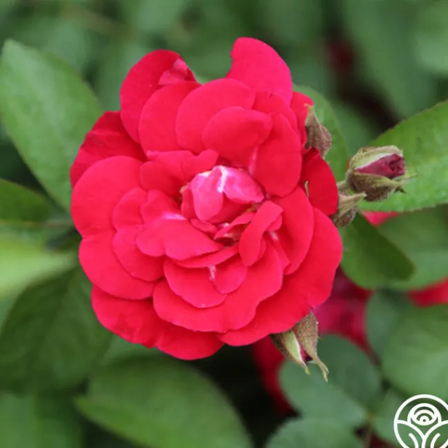 Linda Campbell>Heirloom Roses Discount