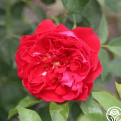 Linda Campbell><noscript><img width=