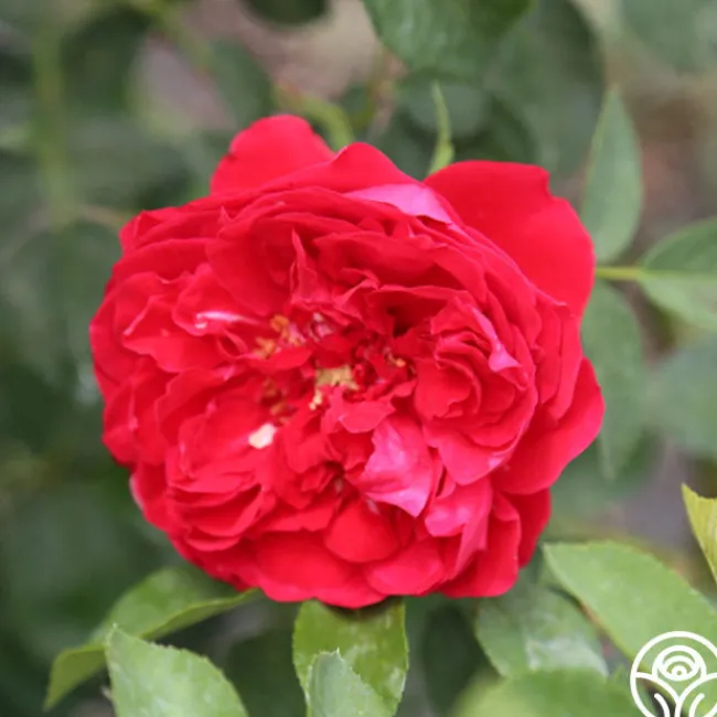 Linda Campbell>Heirloom Roses Discount