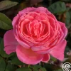 Liv Tyler™>Heirloom Roses