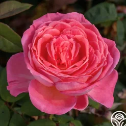 Liv Tyler™>Heirloom Roses