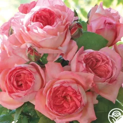 Liv Tyler™>Heirloom Roses