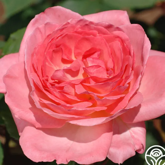 Liv Tyler™>Heirloom Roses
