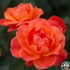 Livin' Easy™>Heirloom Roses Outlet