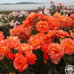 Livin' Easy™>Heirloom Roses Outlet