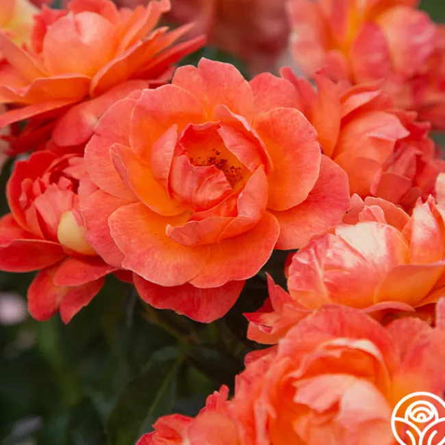 Livin' Easy™>Heirloom Roses Outlet