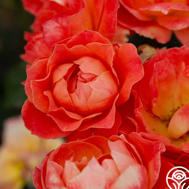 Livin' Easy™>Heirloom Roses Outlet