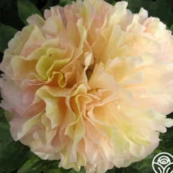 Lois' Choice>Heirloom Roses Sale