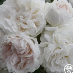 Long John Silver>Heirloom Roses Outlet