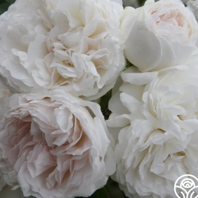 Long John Silver>Heirloom Roses Outlet