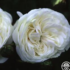 Long John Silver>Heirloom Roses Outlet