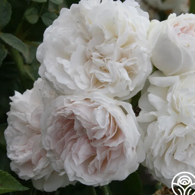 Long John Silver>Heirloom Roses Outlet