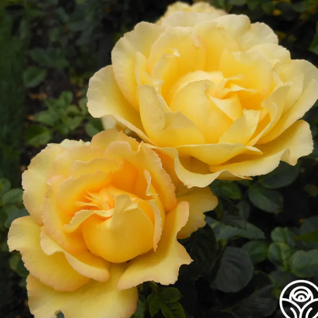 Lord Mountbatten™>Heirloom Roses Sale