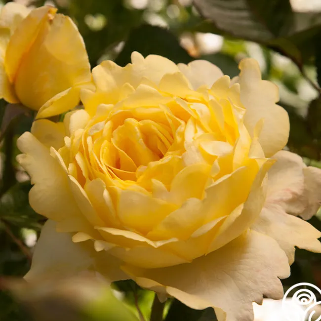 Lord Mountbatten™>Heirloom Roses Sale