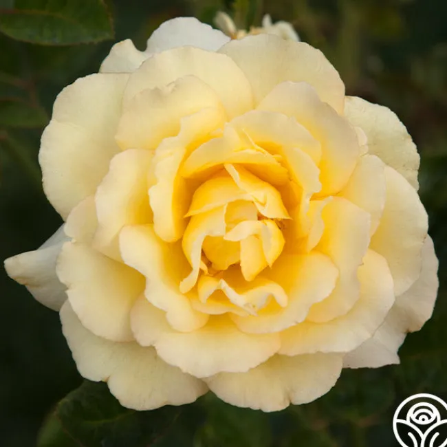 Lord Mountbatten™>Heirloom Roses Sale
